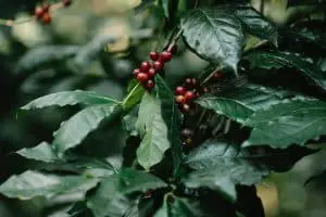 cerises de café sur un arbuste vert dans la campagne